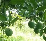 Lucknow to have Mango Park and museum