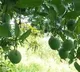 Lucknow to have Mango Park and museum