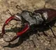 Stag Beetle Worlds Most Expensive Insect Costs As Much As A Luxury Car