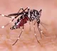 Dengue can seriously affect your brain, nervous system: Doctors