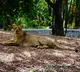 Lioness escapes from enclosure at Hyderabad Zoo, attacks animal keeper