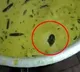Mouse Appeared in Chutney Bowl in Sangareddy JNTU College Canteen