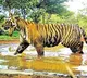 Tiger Recorded In Palnadu Distritct