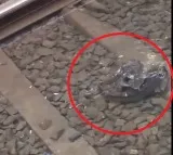 Catfish on Mumbai Local Railway Tracks