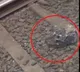 Catfish on Mumbai Local Railway Tracks