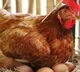 Andhra Pradesh Police have filed a case against a dancer for killing a hen by biting off its head