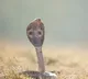 UP Man Bitten By Snake For Seventh Time In 40 Days Team Formed To Probe Case