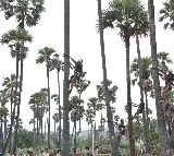 Telangana launches distribution of safety kits for toddy tappers
