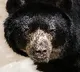 Romania decided to kill nearly 500 bears