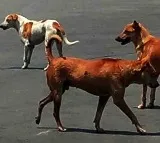 Toddler mauled to death by stray dogs in Hyderabad