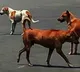 Toddler mauled to death by stray dogs in Hyderabad