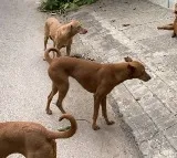 kid dies after street dog attack in telangana