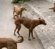 kid dies after street dog attack in telangana