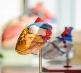 How this common chemotherapy drug can raise risk of severe damage to heart