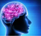 Scientists discover gut protein that helps protect brain cells from Parkinson’s