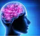 Scientists discover gut protein that helps protect brain cells from Parkinson’s