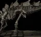 Citadel founder Ken Griffin has shattered auction records by splurging 44 million dollars for a dinosaur skeleton