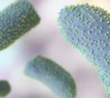 Vector control, hygiene & awareness key to control Chandipura virus: Experts