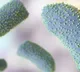 Vector control, hygiene & awareness key to control Chandipura virus: Experts