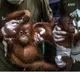 Indonesia's nature reserve welcomes new baby orangutan
