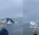 Whale of New Hampshire slams into fishing boat