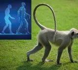 Interesting theory about tail in homo sapiens
