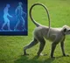 Interesting theory about tail in homo sapiens