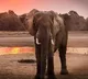 2853 died due to Elephant attacks in last 5 years