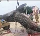 Andhra fishermen catch giant fish