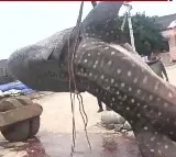 Huge dotted shark caught by Machilipatnam fishermen