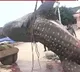 Huge dotted shark caught by Machilipatnam fishermen
