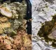 A Customer claimed that she found chicken in a vegetarian dish ordered via Zomato