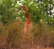 severely injured giraffe with very twisted neck