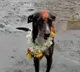 Such A Miracle Lost Dog Returns Home Travelling Alone For 250 Kilometers