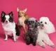 worlds rare and costly dog breeds