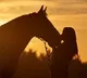 Studying horse miscarriages may explain early human pregnancy loss: Study
