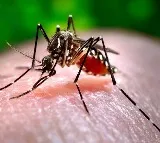 Total 73 Pune Zika Virus Cases So Far With 7 More Detected