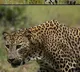 Leopar at Patalaganga in Srisailam