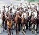 Russia sent goats to North Korea