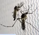 India begins Phase 3 clinical trial with 1st indigenous dengue vaccine
