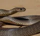 A power outage was caused by a snake in USA