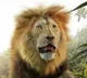 Grrr Review