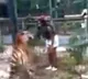 US Woman Climbs Into Tiger Enclosure In Zoo Nearly Gets Bitten