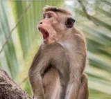Monkeys attacked on women lawyer in Supreme Court premices