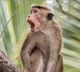 Monkeys attacked on women lawyer in Supreme Court premices