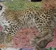 MP: Namibian Cheetah dies at Kuno National Park