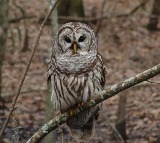 US wildlife officials finalise plan to kill nearly half million invasive barred owls amid controversy