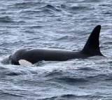 Rare orca pod spotted off coast of Sydney