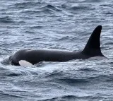 Rare orca pod spotted off coast of Sydney