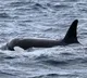 Rare orca pod spotted off coast of Sydney